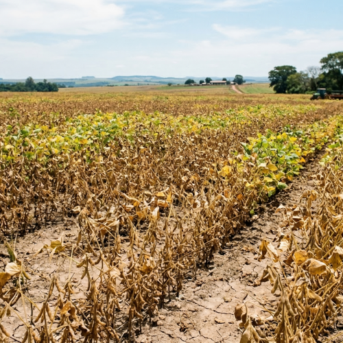 Produtividade da soja cai quase 10% no Rio Grande do Sul